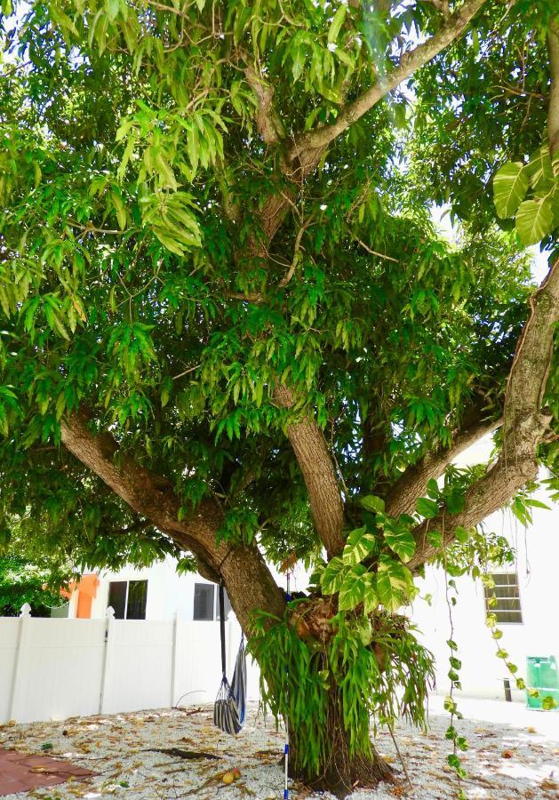 Beautiful Casita With King Bed And Private Patio Close To Calle 8, Mia Airport, Coral Gables Miami Dış mekan fotoğraf